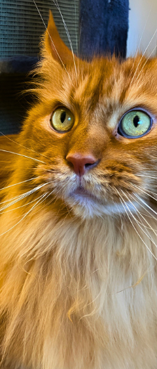 Peachy – Maine Coon, Weibchen, 7 Jahre, 28357 Bremen – Foto 3