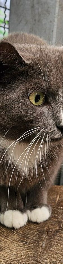 Cindy – EKH, Weibchen, 2 Jahre 5 Monate, 97816 Lohr – Foto 2