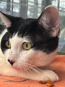 Schnurrbert – EKH, Männchen, 1 Jahr, 90537 Feucht – Foto 1