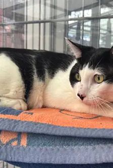 Schnurrbert – EKH, Männchen, 1 Jahr, 90537 Feucht – Foto 2