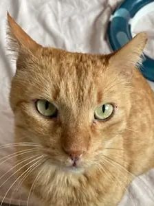 Bubi – EKH, Männchen, 10 Jahre, 90537 Feucht – Foto 1