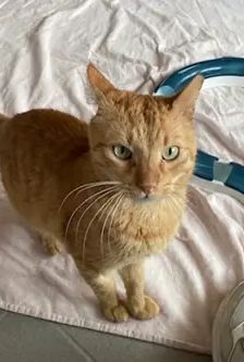 Bubi – EKH, Männchen, 10 Jahre, 90537 Feucht – Foto 2