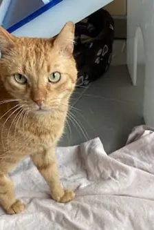Bubi – EKH, Männchen, 10 Jahre, 90537 Feucht – Foto 3