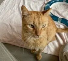 Bubi – EKH, Männchen, 10 Jahre, 90537 Feucht – Foto 4
