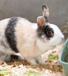 Nudossi – Zwergkaninchen, Weibchen, 47 Monate, 13057 Berlin – Foto 2