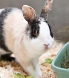 Nudossi – Zwergkaninchen, Weibchen, 47 Monate, 13057 Berlin – Foto 3