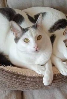 Hardy – Europäisch Kurzhaar, Männchen, 3 Jahre, 65520 Bad Camberg – Foto 1