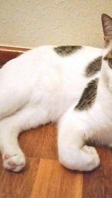 Hardy – Europäisch Kurzhaar, Männchen, 3 Jahre, 65520 Bad Camberg – Foto 11