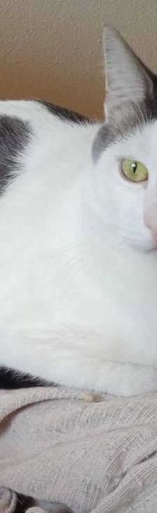 Hardy – Europäisch Kurzhaar, Männchen, 3 Jahre, 65520 Bad Camberg – Foto 14