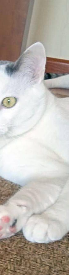 Hardy – Europäisch Kurzhaar, Männchen, 3 Jahre, 65520 Bad Camberg – Foto 17