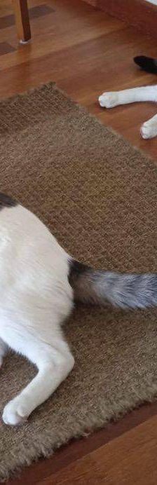 Hardy – Europäisch Kurzhaar, Männchen, 3 Jahre, 65520 Bad Camberg – Foto 18