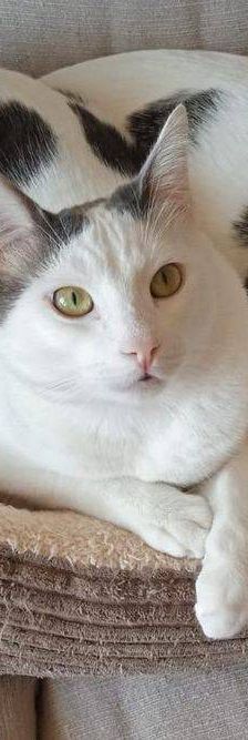 Hardy – Europäisch Kurzhaar, Männchen, 3 Jahre, 65520 Bad Camberg – Foto 19