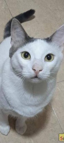 Hardy – Europäisch Kurzhaar, Männchen, 3 Jahre, 65520 Bad Camberg – Foto 3