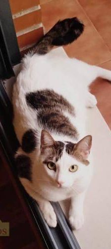 Hardy – Europäisch Kurzhaar, Männchen, 3 Jahre, 65520 Bad Camberg – Foto 29