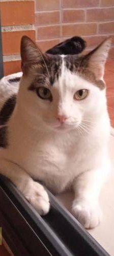 Hardy – Europäisch Kurzhaar, Männchen, 3 Jahre, 65520 Bad Camberg – Foto 30