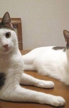 Hardy – Europäisch Kurzhaar, Männchen, 3 Jahre, 65520 Bad Camberg – Foto 6