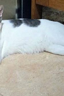 Hardy – Europäisch Kurzhaar, Männchen, 3 Jahre, 65520 Bad Camberg – Foto 7