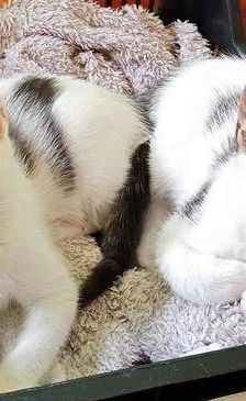 Hardy – Europäisch Kurzhaar, Männchen, 3 Jahre, 65520 Bad Camberg – Foto 10
