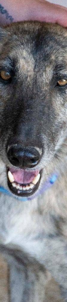 Travis – Galgo Mischling, Männchen, 3 Jahre 1 Monat, 65520 Bad Camberg – Foto 11