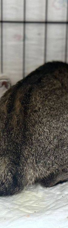 Pochola – EKH, Weibchen, 2 Jahre, 65520 Bad Camberg – Foto 2