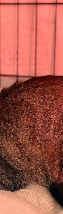 Pochola – EKH, Weibchen, 2 Jahre, 65520 Bad Camberg – Foto 19