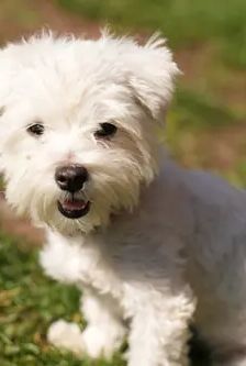 Timmy – Malteser, Männchen, 13 Jahre, 90537 Feucht – Foto 2