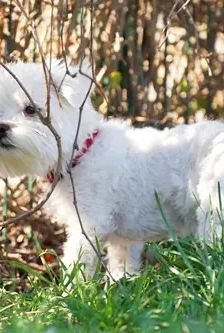 Timmy – Malteser, Männchen, 13 Jahre, 90537 Feucht – Foto 5