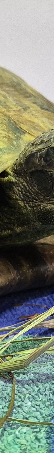 Mario// *Reserviert* – Griechische Landschildkröte, Männchen, Alter unbekannt, 50969 Köln-Zollstock – Foto 2
