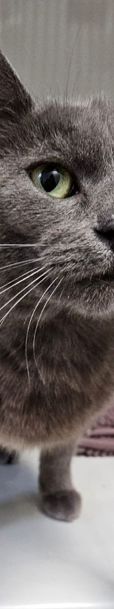 Bonnie – EKH, Weibchen, 3 Jahre 5 Monate, 97816 Lohr – Foto 1