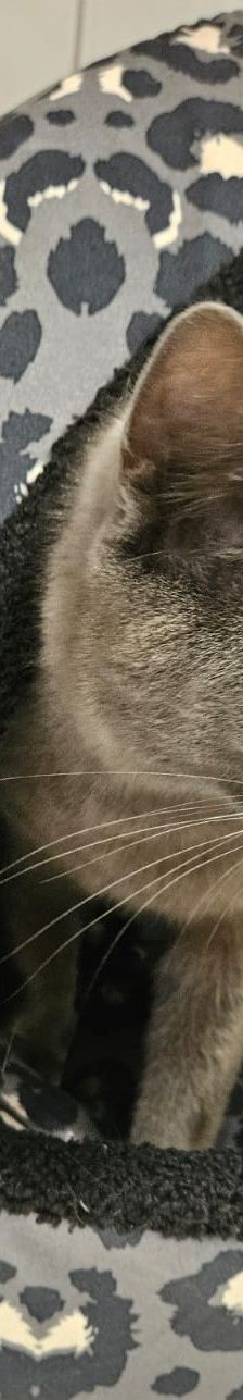 Bonnie – EKH, Weibchen, 3 Jahre 5 Monate, 97816 Lohr – Foto 2