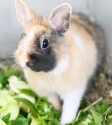Kessi – Zwergkaninchen-Mix, Weibchen, 11 Monate, 13057 Berlin – Foto 2