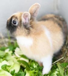 Kessi – Zwergkaninchen-Mix, Weibchen, 11 Monate, 13057 Berlin – Foto 3