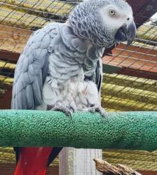 Willi – Graupapagei, Männchen, 21 Jahre 5 Monate, 13057 Berlin – Foto 4