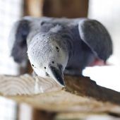 Willi – Graupapagei, Männchen, 21 Jahre 5 Monate, 13057 Berlin – Foto 7