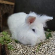 Rabito – Löwenköpfchen, Männchen, Alter unbekannt, 97525 Schwebheim – Foto 1