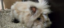 Rabito – Löwenköpfchen, Männchen, Alter unbekannt, 97525 Schwebheim – Foto 2
