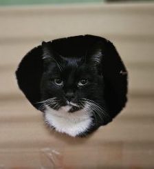 Chance – Europäisch Kurzhaar, Männchen, 10 Jahre, 97525 Schwebheim – Foto 1