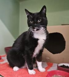 Chance – Europäisch Kurzhaar, Männchen, 10 Jahre, 97525 Schwebheim – Foto 2