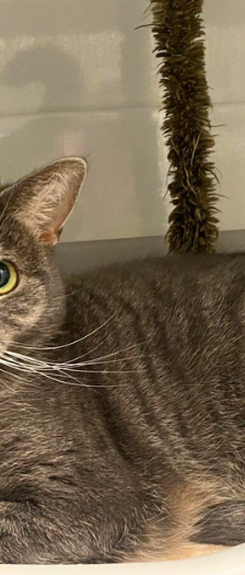 Lilli – Hauskatze, Weibchen, 4 Jahre, 28357 Bremen – Foto 3