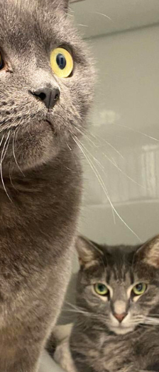 Lilli – Hauskatze, Weibchen, 4 Jahre, 28357 Bremen – Foto 4