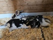 Mickey – Deutscher Riese, Männchen, Alter unbekannt, 97525 Schwebheim – Foto 2