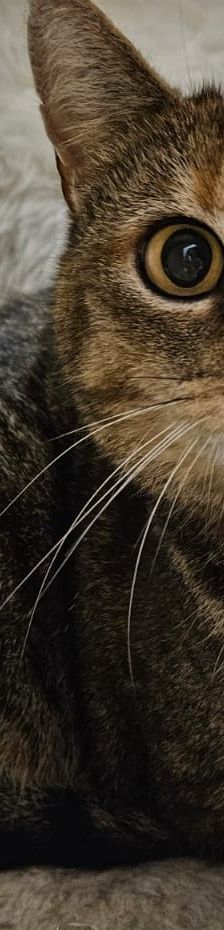 Alice – EKH, Weibchen, 7 Jahre 5 Monate, 97816 Lohr – Foto 1