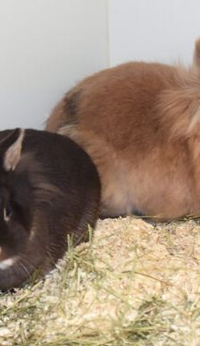 Flopi – Löwenkopfmix-Zwergkaninchen, Männchen, 3 Jahre, 90537 Feucht – Foto 1