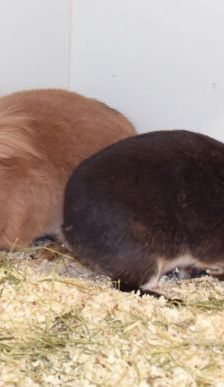 Flopi – Löwenkopfmix-Zwergkaninchen, Männchen, 3 Jahre, 90537 Feucht – Foto 3