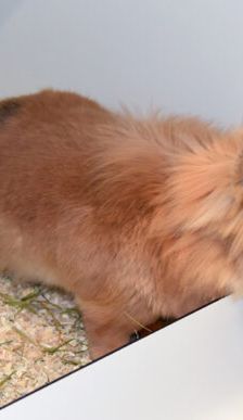 Flopi – Löwenkopfmix-Zwergkaninchen, Männchen, 3 Jahre, 90537 Feucht – Foto 4