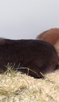 Flopi – Löwenkopfmix-Zwergkaninchen, Männchen, 3 Jahre, 90537 Feucht – Foto 5