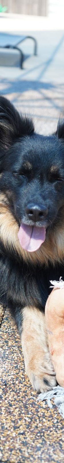 Kiki – Hütehund, Weibchen, 5 Jahre 3 Monate, 97816 Lohr – Foto 3