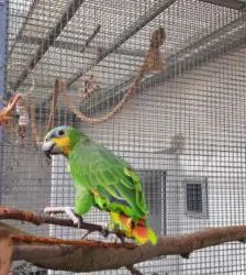 Amaya – Venezuelaamazone, Weibchen, 4 Jahre, 13057 Berlin – Foto 4