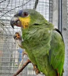 Amaya – Venezuelaamazone, Weibchen, 4 Jahre, 13057 Berlin – Foto 7