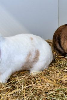 JonBoy – Widdermix-Zwergkaninchen, Männchen, Alter unbekannt, 90537 Feucht – Foto 4